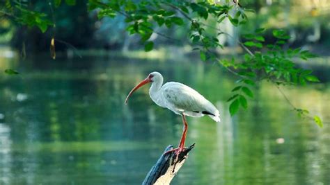 wild crested ibises   lovely newborn cgtn