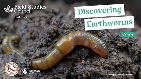 Discovering Earthworms Online | Earthworm Society of Britain