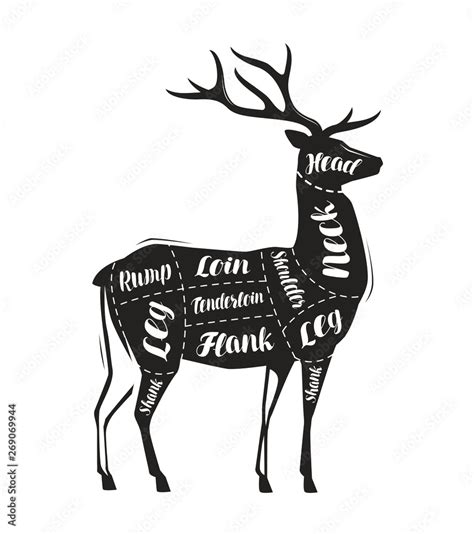 Deer Meat Cutting Menu For Restaurant Or Butcher Shop Vector Stock