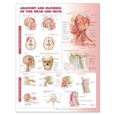 Anatomy Charts And Posters Anatomy And Injuries Of The Head And Neck