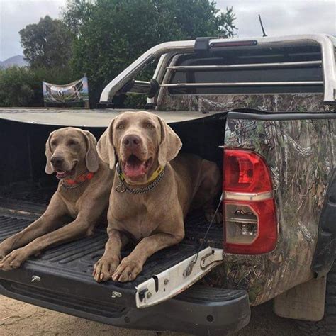 Criadero Von Kleine Hans Criaderos De Perros