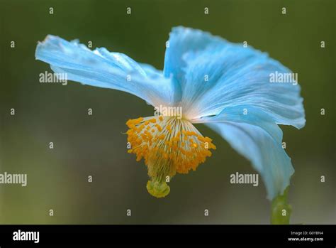 Himalayan Blue Poppy Meconopsis Meconopsis Baileyi Beauty In Nature