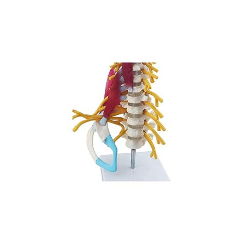 Buy Rexgel Torso And Skeleton Models Anatomical Human Cervical Spine