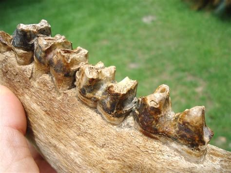 Very Rare Giant Tapir Mandible with Four Teeth | Perissodactyl | FOSSILS | Prehistoric Florida