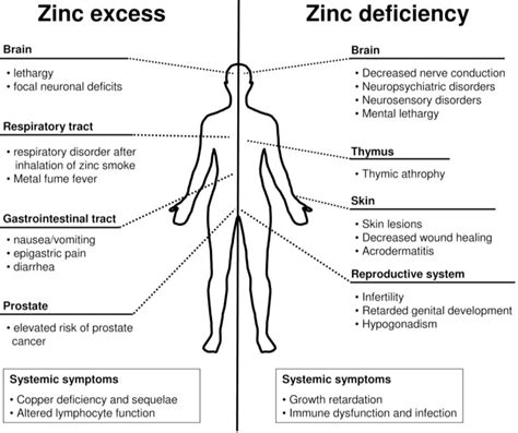 Zinc Deficiency Symptoms and Testing