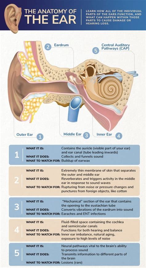 What You Need To Know About That Lump Behind Your Ear Soumyahospitals