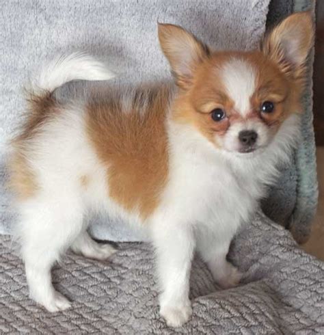 Papillon Puppy For Sale Heavenly Puppies