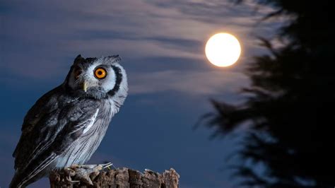 Owl Desktop Wallpapers - Top Free Owl Desktop Backgrounds - WallpaperAccess