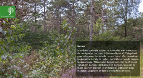 Het Beeldverhaal Over Dunningen In De Schoorlse Duinen Schoorlse Duinen