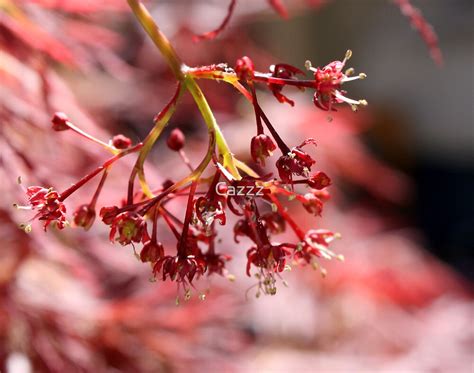 Solved By Sandy Sparks Flower Of Acer Palmatum Dissectum Japanese Maple By Cazzz Redbubble