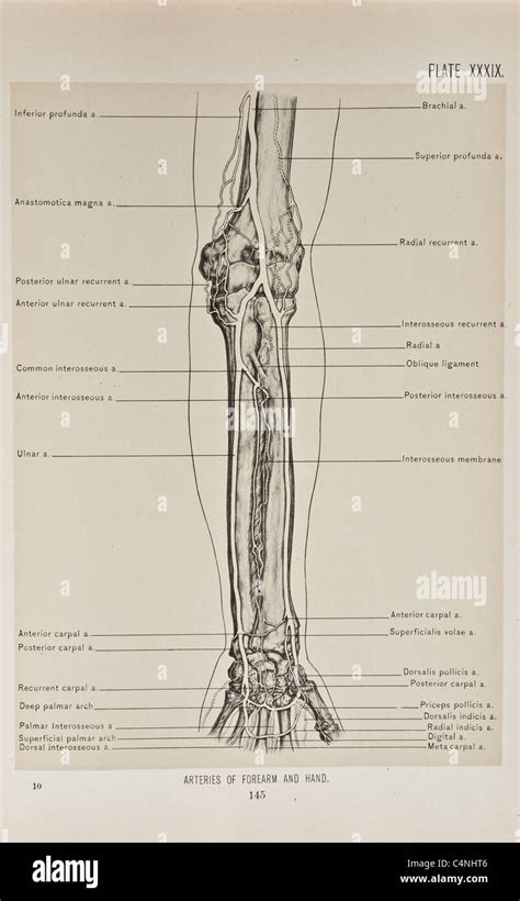 Radial fossa hi-res stock photography and images - Alamy