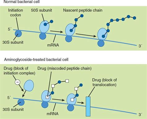 Gentamicin Mechanism Of Action | Hot Sex Picture