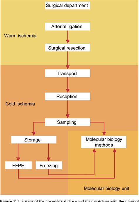 Figure From The Role Of The Pathology Department In The Preanalytical