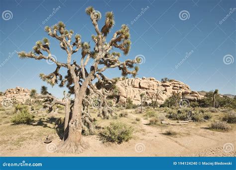 Parque Nacional Del Rbol De Joshua California Usa Foto De Archivo