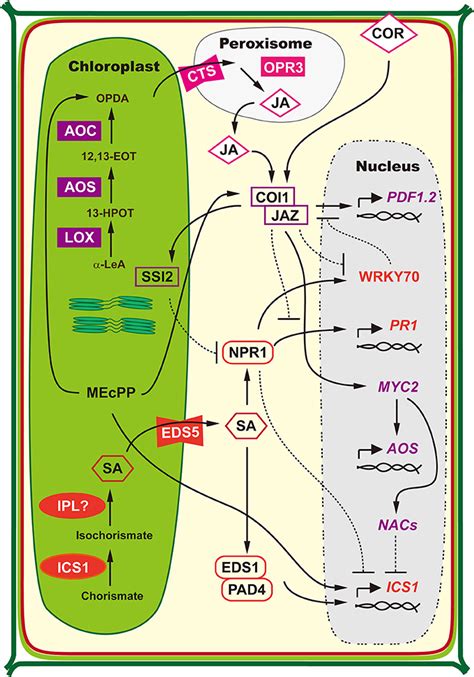 Frontiers Chloroplast In Plant Virus Interaction