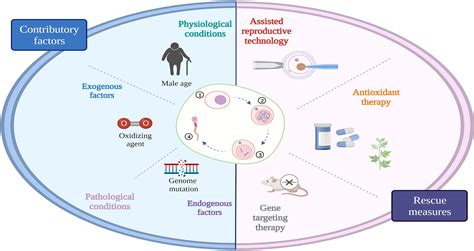 Frontiers Testicular Aging Male Fertility And Beyond