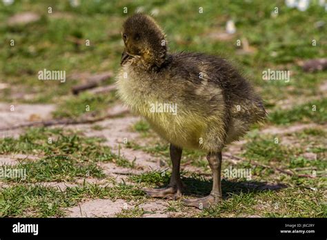 Greylag Goose duckling at Slimbridge Stock Photo - Alamy