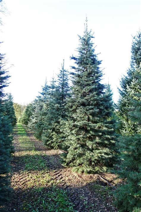 White Fir Abies Concolor Have A Tree