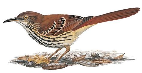 Brown Thrashers, Brown Thrasher Pictures, Brown Thrasher Facts ...