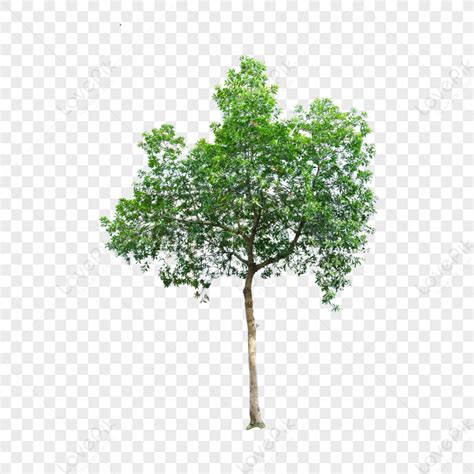 gambar foto pohon lemak pohon hijaupoplarpohon besarpohon linden png