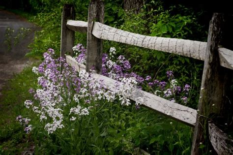 Wildflowers Along Rustic Fence — Stock Photo © Summersrbny 100344506