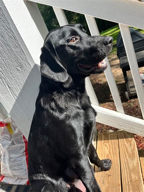 Labrador Retriever (Lab) Puppies For Sale In Alabama