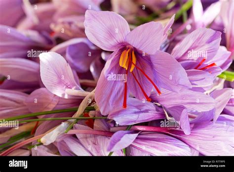 Saffron Crocus Hi Res Stock Photography And Images Alamy