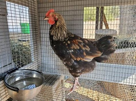 Attachments In Thread Sexing Help Backyard Chickens Learn How To Raise Chickens