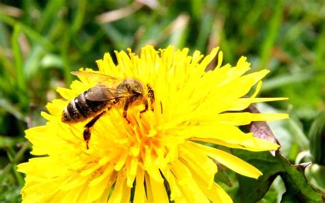 Curiosidades sobre la polinización de las flores