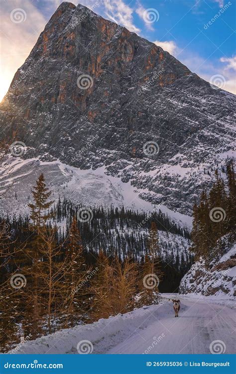 Ram Walking Down A Snowy Mountain Road At Sunrise Stock Photo Image