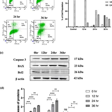 Induction Of Apoptosis In HCT116 Cells By CS 5 Fu QCT NPs A Analysis