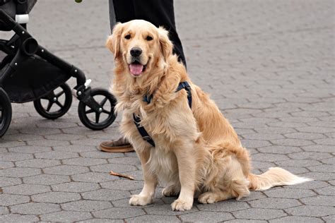 Are Golden Retrievers Stubborn Dogs