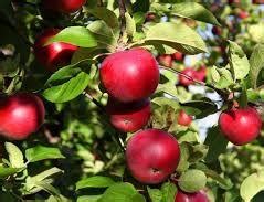 Tipos de árboles frutales para el jardín