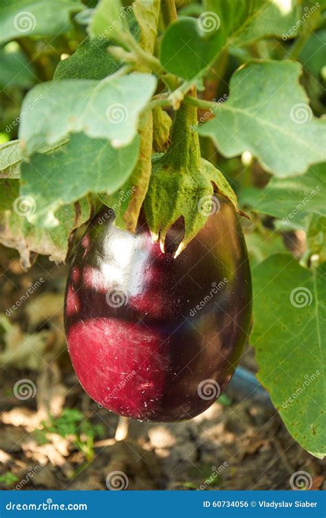 Big Ripe Eggplant Stock Photo Image Of Closeup Food 60734056