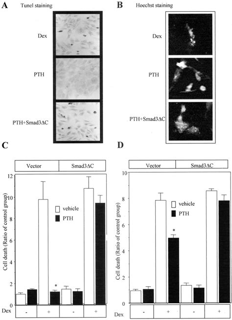 Smad Is Involved In Pth Induced Anti Apoptotic Action In Osteoblasts