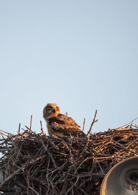 El Gran B Ho De Cuernos Bubo Virginianus Se Encuentra En Su Nido En Lo