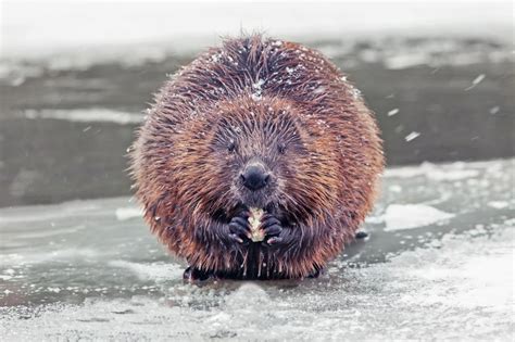 Beavers Winter Habits