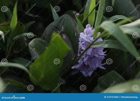 Water Hyacinth Eichhornia Crassipes With A Single Purple Flower Stock