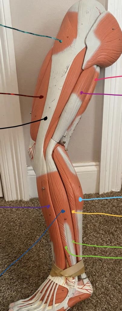 Lateral Leg Diagram Quizlet