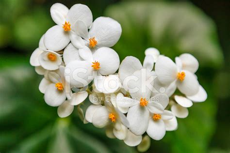 Diamond Waterfall Botanical Garden St Lucia Stock Photo Royalty