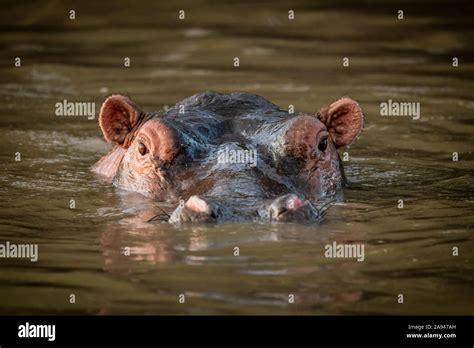 Hippo Hippopotamus Amphibius Stands In Water Staring At Camera