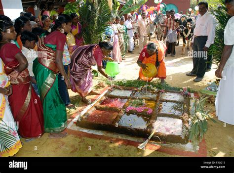 Pongal Harvest Festival