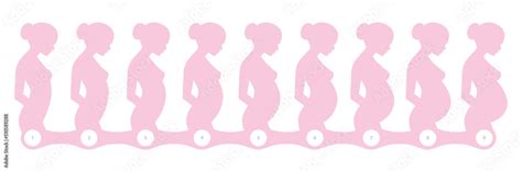 Vector stages of pregnancy infographics. 9 figures of women in different stages of pregnancy ...