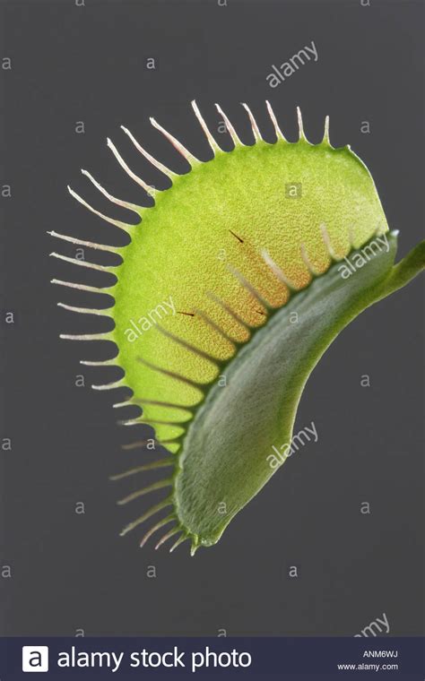 Venus Atrapamoscas Dionaea Muscipula Fotograf As E Im Genes De Alta