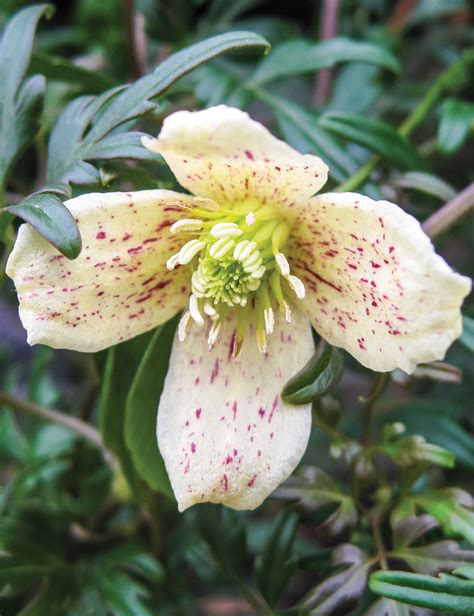 Clematis Balearica Tesselaar