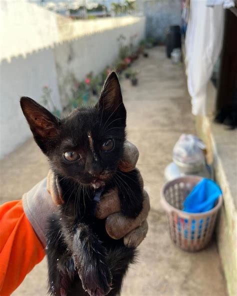 V Deo E Fotos Filhote De Gato Resgatado Em Jo O Pinheiro Dentro De