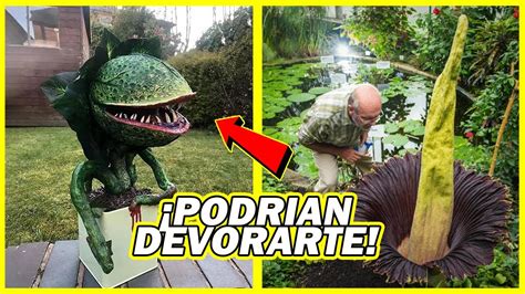 Las Plantas Carn Voras M S Peligrosas Del Mundo Youtube