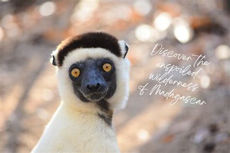 Excellent Tour Experience In Madagascar Review Of Vivy Travel