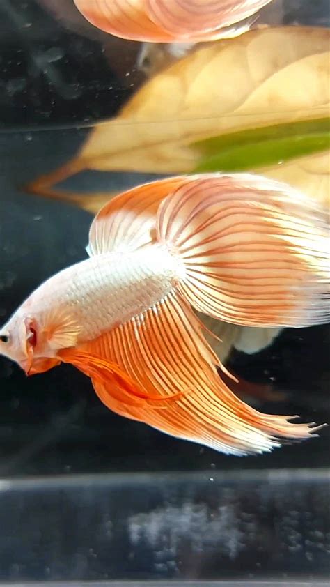 XL VEILTAIL ORANGE PEACH PREMIUM BETTA FISH – Rare Betta Fish Store