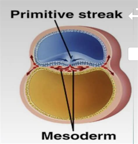 Neuroembryology Flashcards Quizlet